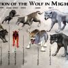 Эволюция Волка во вселенной Might and Magic