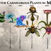 Эволюция Хищных Растений во вселенной Might and Magic