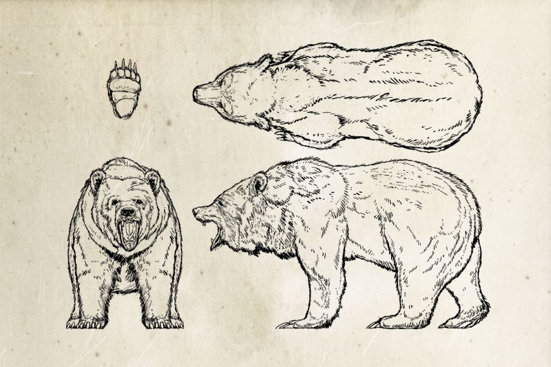 BEAR (Медведь) - Sketch